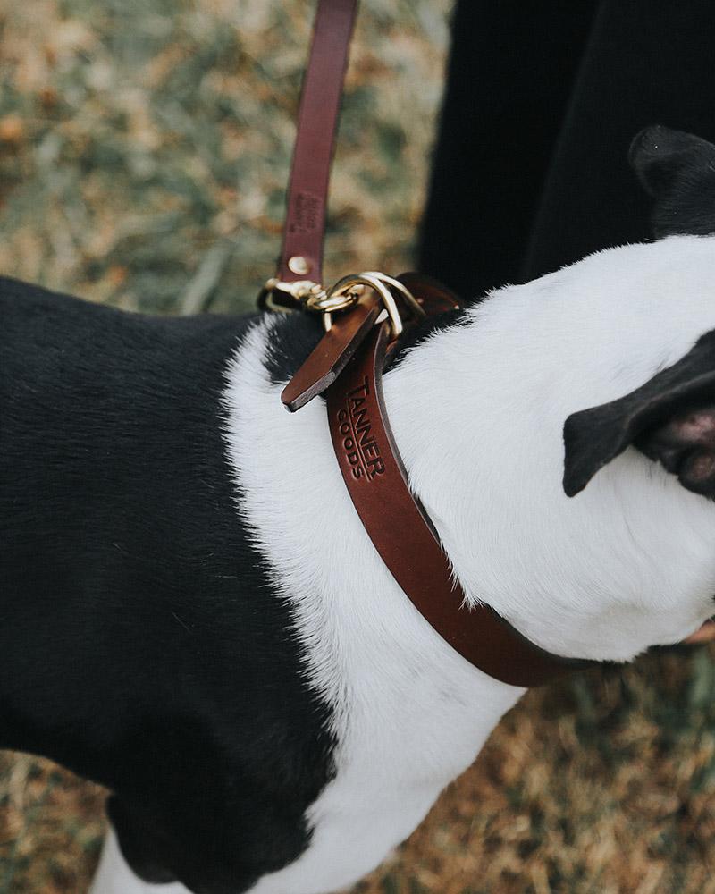 Classic Canine Collar